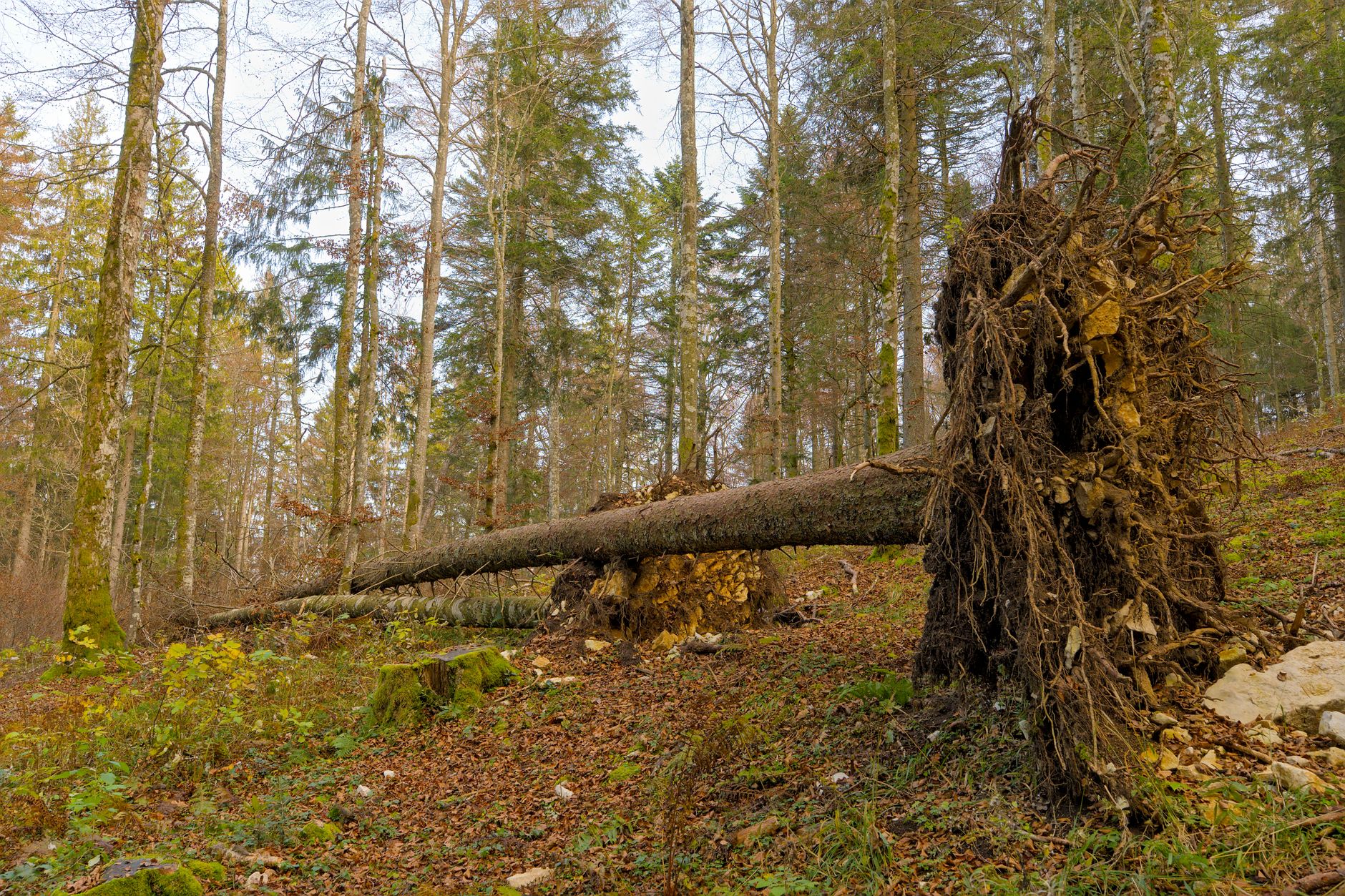 Enlèvement arbre urgence à Bron